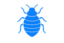 Bed Bugs