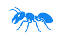 Carpenter Ants