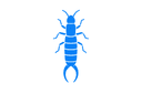 Earwigs
