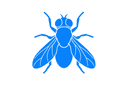 Flies
