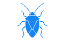 Stink Bugs