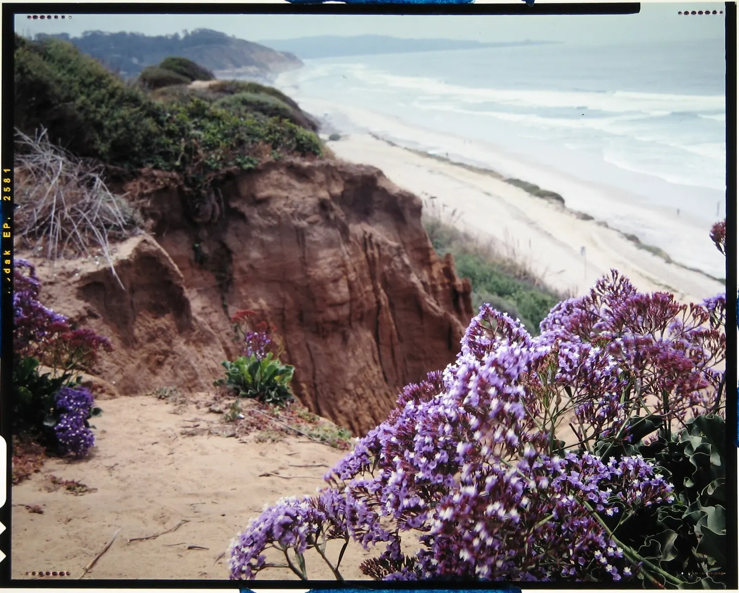 Coastal flowers, cliffs and Pacific Ocean at Del Mar