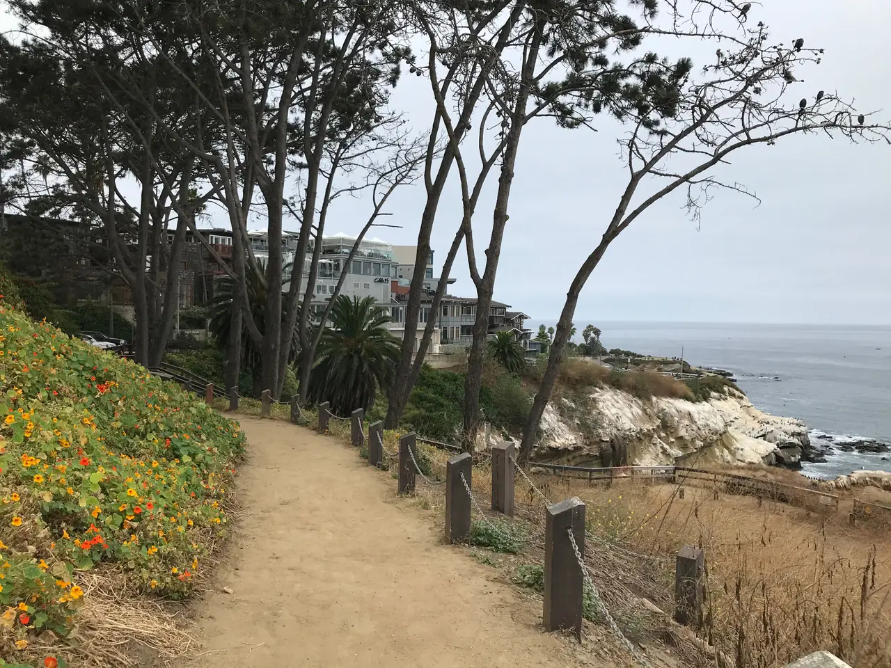 Coastal cliffs, ocean and greenery along Coast Walk above La Jolla Cove